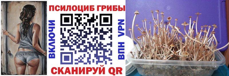 кракен маркетплейс  где найти   Кологрив  Галлюциногенные грибы Magic Shrooms 